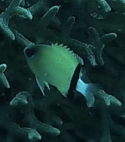 Blackbar Chromis (Pycnochromis retrofasciatus)