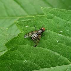 Otites formosa