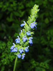 Salvia uliginosa