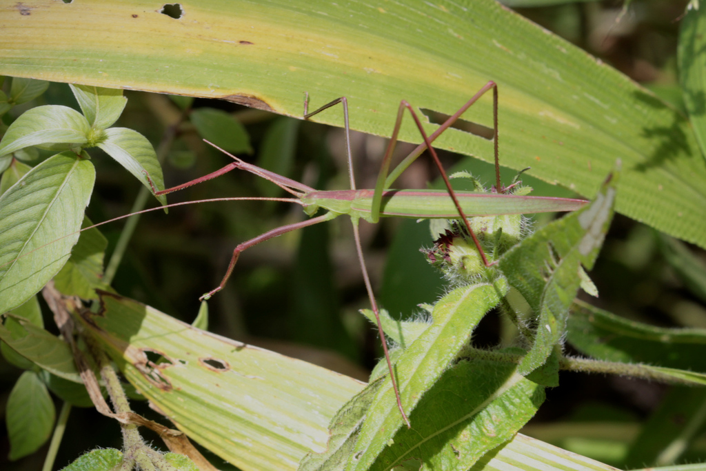 Lamecosoma tenuis