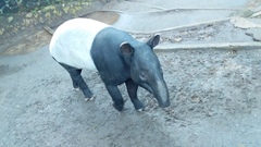 Tapirus indicus