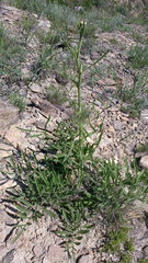 Centaurea orientalis