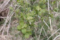 Salix aurita