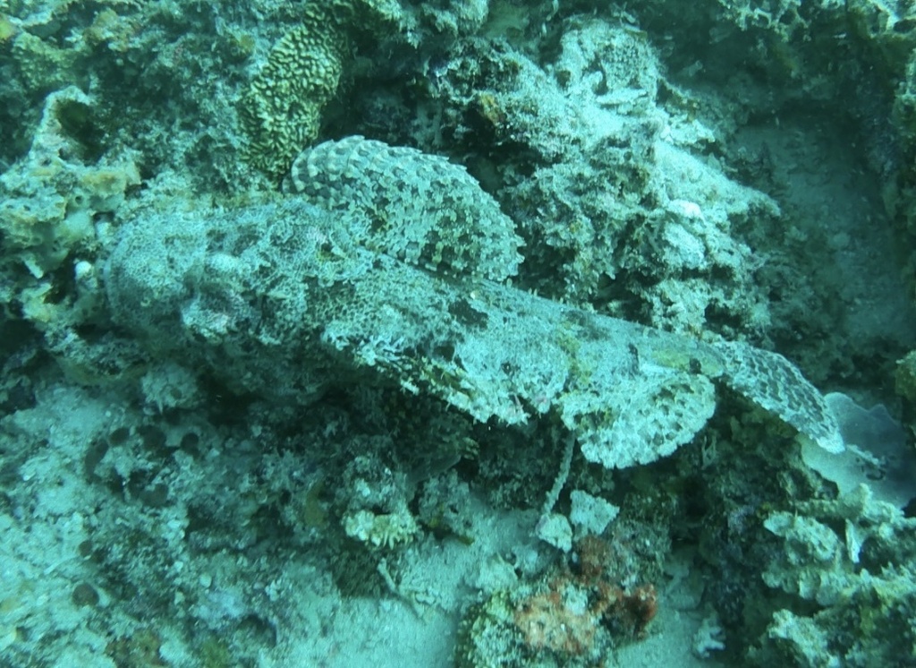 Smallscale Scorpionfish