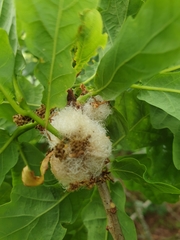 Andricus quercusramuli