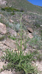 Centaurea orientalis