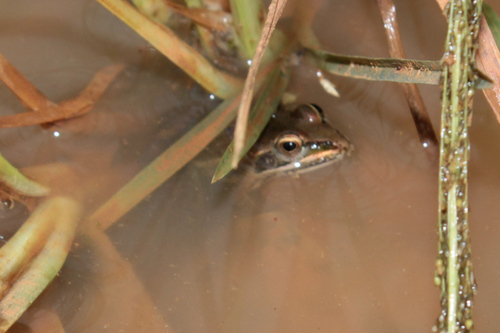 Sharp-nosed ridged frog