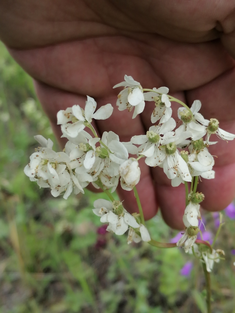Dropwort (Filipendula vulgaris)