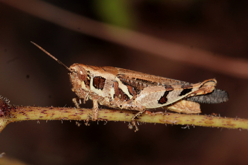 Catantops melanostictus