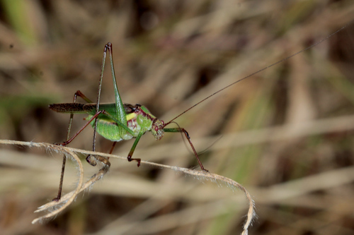 Ivensia scaura