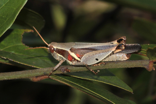Phaeocatantops solitarius