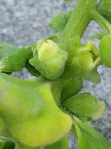 Tetragonia tetragonoides