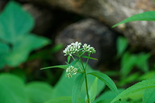 Eupatorium makinoi iNat (3)