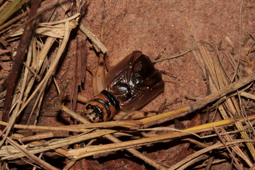Brachytrupes membranaceus