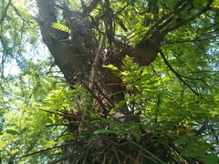 Gleditsia triacanthos