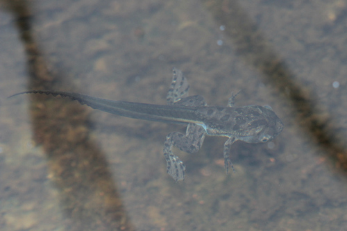 Müller's Clawed Frog