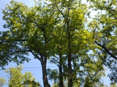 Gleditsia triacanthos