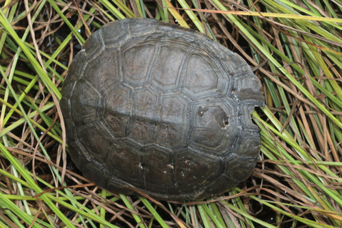 Helmeted Turtle