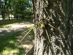 Gleditsia triacanthos