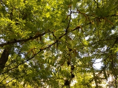 Gleditsia triacanthos