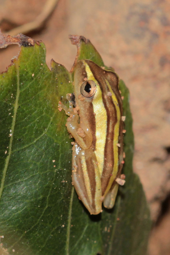Five-striped Reed Frog
