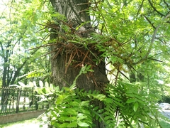 Gleditsia triacanthos