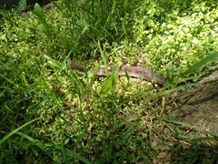 Gleditsia triacanthos