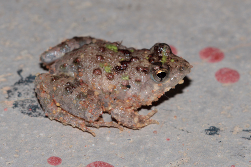 Natal Puddle Frog