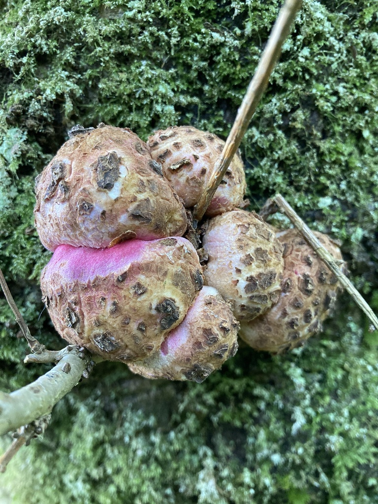 Truffle Gall Causer
