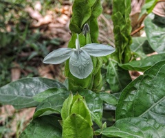 Ecbolium ligustrinum