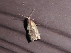 Planotortrix notophaea