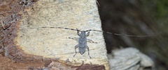 Acanthocinus aedilis