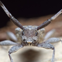 Acanthocinus aedilis