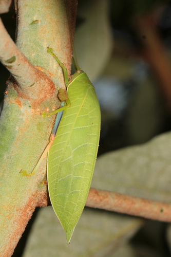 Blue-legged Sylvan Katydid