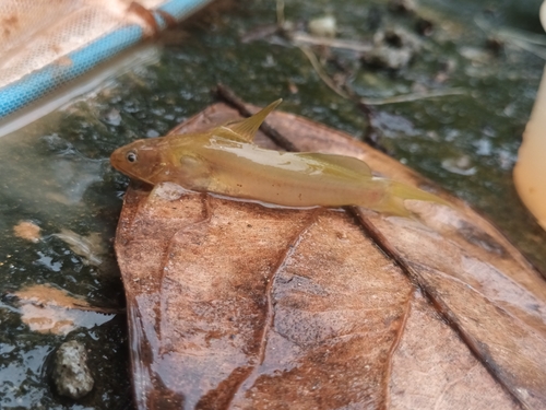 Jerdon's mystus (Mystus malabaricus) — Bagridae — 3