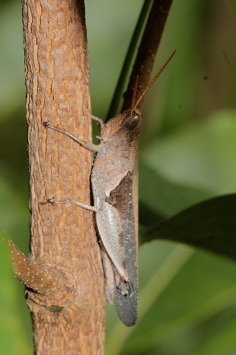 Oxycatantops spissus
