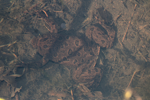 Müller's Clawed Frog