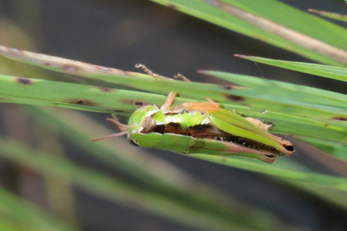 Spathosternum nigrotaeniatum