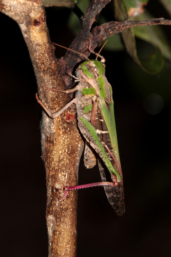 Gastrimargus africanus africanus