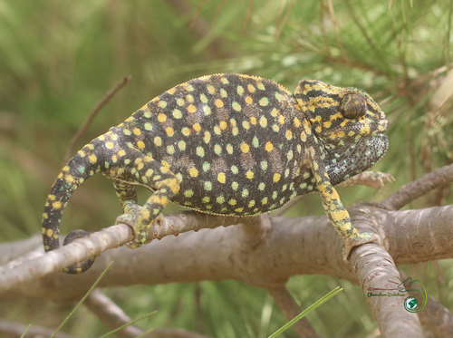 Common Chameleon, Għajn Tuffieħa, Mellieha, Malta, photo 8 of 10