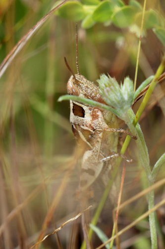Catantops melanostictus
