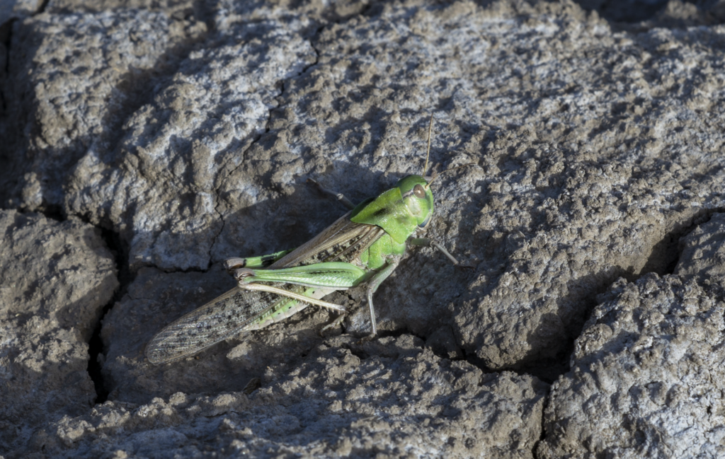 Locust Spring Dropping Migratory Locust in June 2024 by zzc · iNaturalist