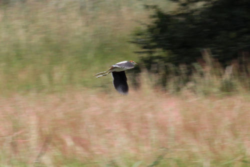 Lesser Jacana