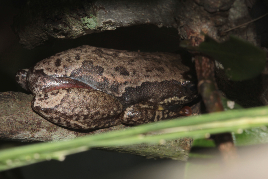 Angolan Reed Frog from Nsama, Zambia on April 6, 2024 at 01:47 PM by ...