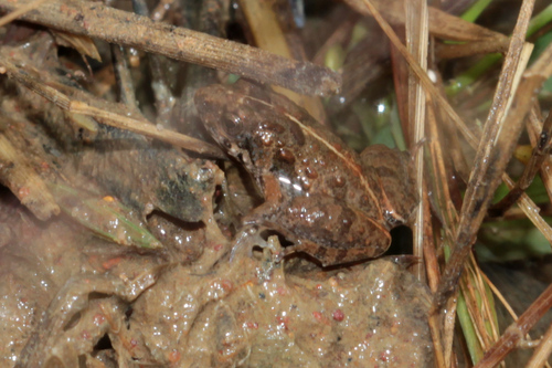Mababe puddle frog