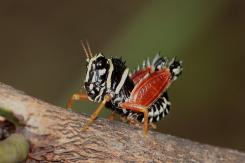 Clerithes diabolicus
