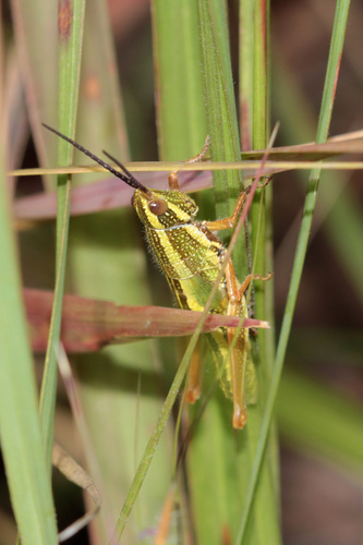 Cawendia glabrata