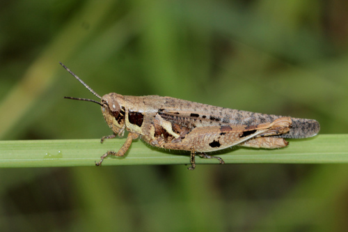 Catantops melanostictus