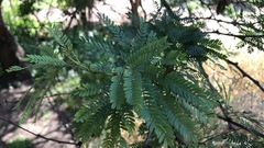 Senegalia brevispica