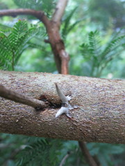 Senegalia brevispica